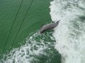 Dolphin leaping